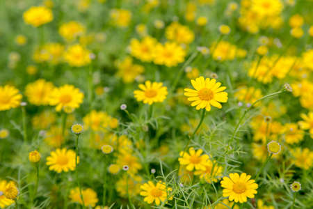 A lot of Chamomiles in backgroundの写真素材