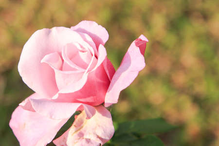 Pink rose isolate on backgroundの写真素材
