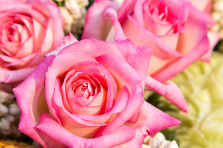 Pink rose isolate on backgroundの写真素材