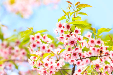 Flower queen tiger in thailandの写真素材