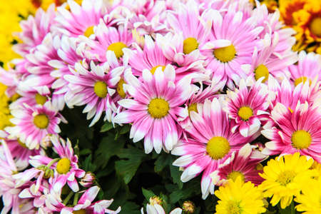 Pink flower in the gardenの写真素材