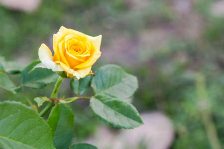 Yellow Rose Isolate on backgroundの写真素材