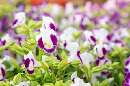 colorful flower in the gardenの写真素材