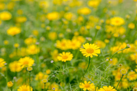 A lot of Chamomiles in backgroundの写真素材