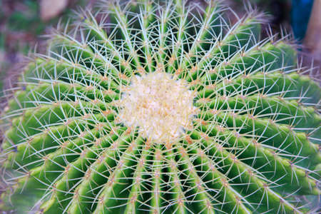 A Cactus isolate on backgroundの写真素材