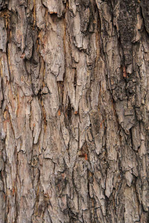 Old Wood Tree Texture Background Pattern の写真素材