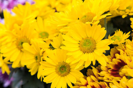 Yellow flower in the fieldの写真素材