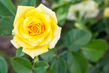 Yellow Rose Isolate on backgroundの写真素材