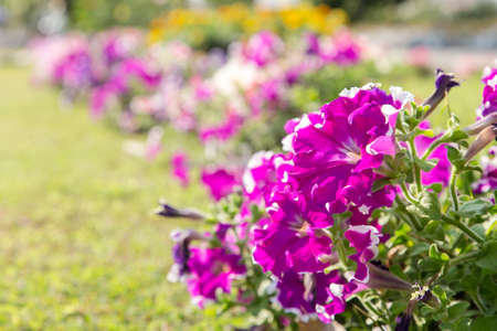 colorful flower in the gardenの写真素材