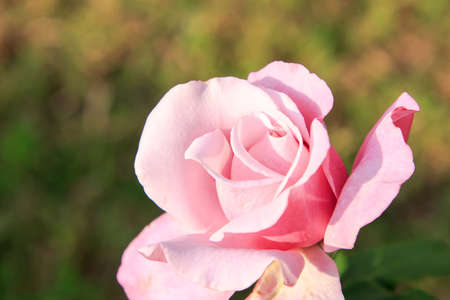 Pink rose isolate on backgroundの写真素材