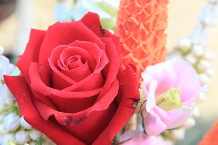 Red Rose Isolate on backgroundの写真素材