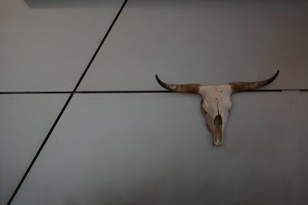 Skull on wall, reminiscent of Texas Longhornの写真素材