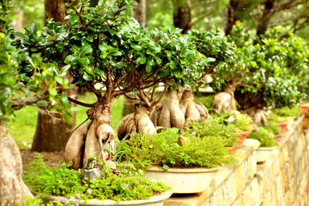 Green wonderful bonsai trees on sunny day in the gardenの写真素材