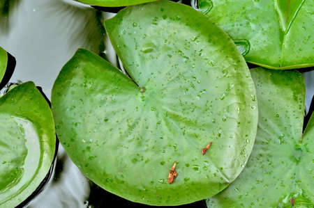 The green giant leaves of the waterlily in the pondの写真素材