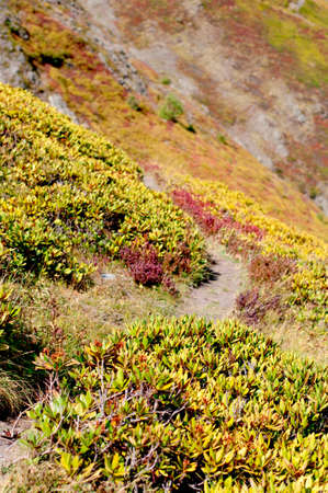The beautiful autumn color of the plants in the georgian mountains, Tushetiの写真素材