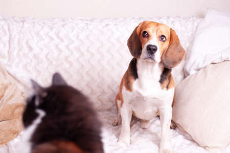 Tricolour beagle on the white sofa and silhouette of the black-white cat. Cozy home mood.の写真素材