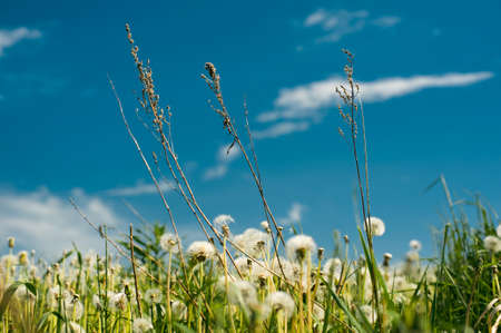 field with dandelions and a high grass against the skyの写真素材