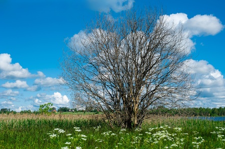 Lonely dry tree against the cloudy blue skyの写真素材