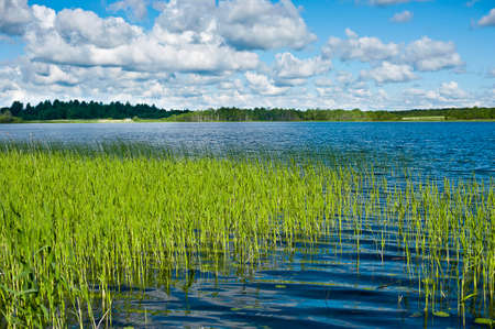 Greenery around the lake on a sunny day, with clouds on the skyの写真素材