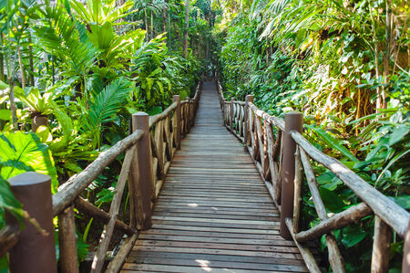 Walking trail in tropical forest - Jungle forest scenic backgroundの写真素材