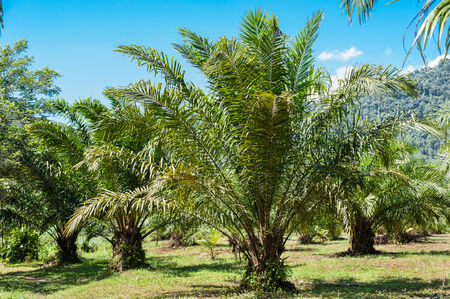 Landscape of tropical plants with lush green foliageの写真素材
