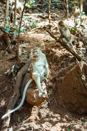 Long-tailed macaques sitting on the rock in Sacred Monkey Forest at National Park, Thailand 