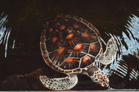 sea turtle swims in the pool of the turtle farm, Thailandの写真素材