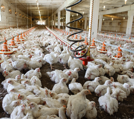 Poultry farm (aviary) full of white chickensの写真素材