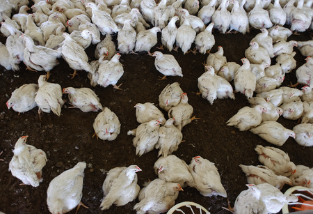 chickens of white color in the coopの写真素材