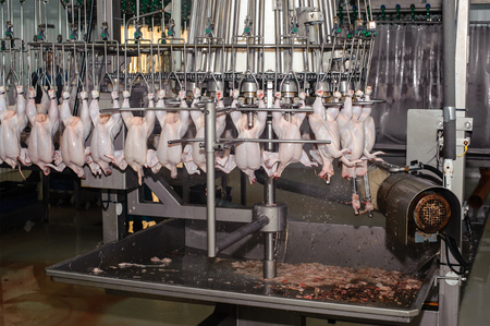 Close up of poultry processing in food industryの写真素材
