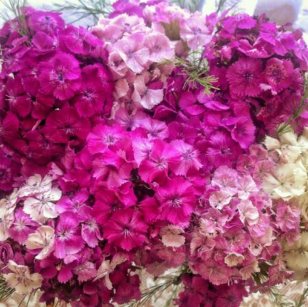 Flowerの素材