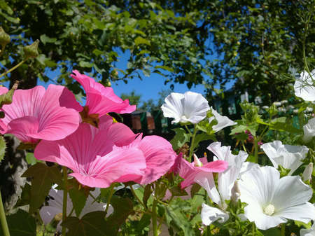Flowersの素材
