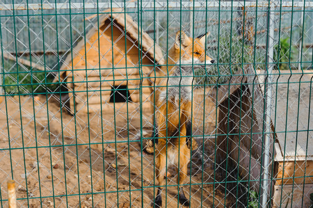 red fox in the cage looking through the barsの写真素材