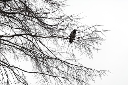 Silhouette of black crow bird on branches of old treeの写真素材