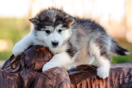 cute puppy of alaskan malamute dog in summerの写真素材
