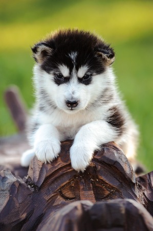 Cute puppy of alaskan malamute dog in summerの写真素材