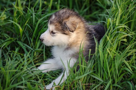 Cute puppy of alaskan malamute dog in the grassの写真素材