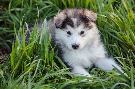 Cute puppy of alaskan malamute dog in the grassの写真素材