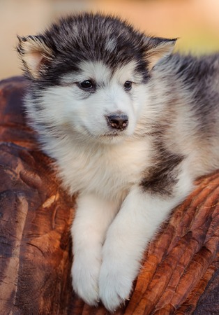 Cute puppy of alaskan malamute dog in summerの写真素材