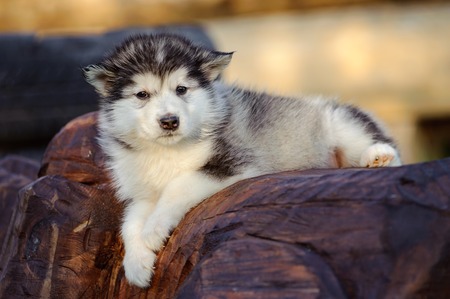 Cute puppy of alaskan malamute dog in summerの写真素材