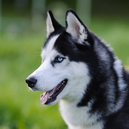 siberian husky dog with blue eyes outdoor in summer, closeupの写真素材