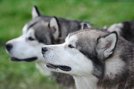 Two Alaskan Malamute Dogs Staying Outdoor In Summertime, closeupの写真素材