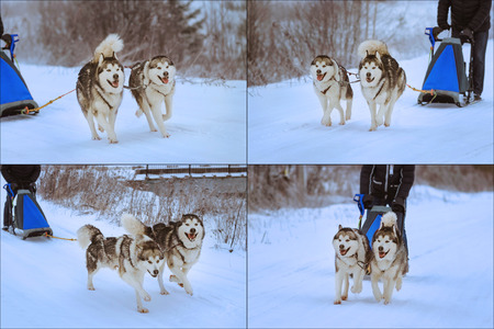 Dog sledding of alaskan malamutes, snow dogs, wintertime, set of photosの写真素材