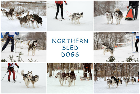 the dog sledding, Siberian huskies and Alaskan Malamutes, wintertime, a set of photosの写真素材