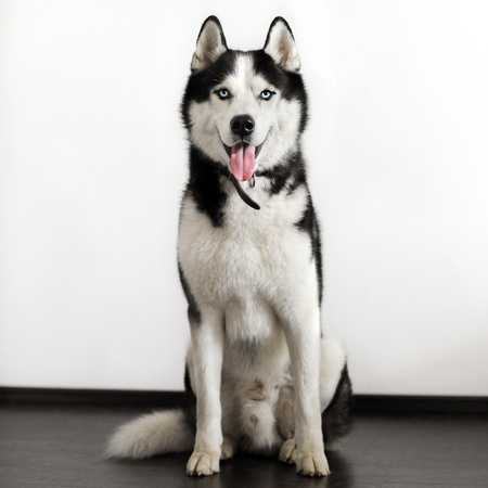 Male siberian husky on white background. A pedigreed purebred dogの写真素材