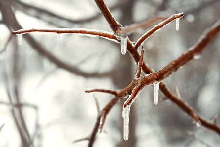 Tree branches covered with ice in the winter forest. Shallow depth of fieldの写真素材