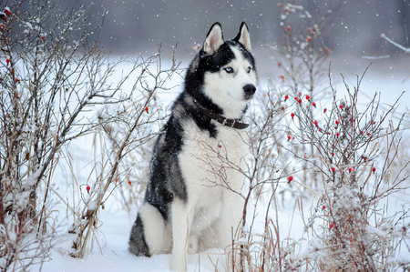 Siberian Husky dog black and white colour with blue eyes in winterの写真素材