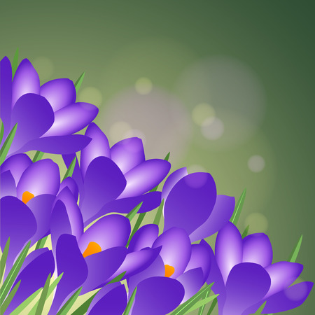 Beautiful spring blossoming blue crocuses on green background. Vector illustrationのイラスト素材