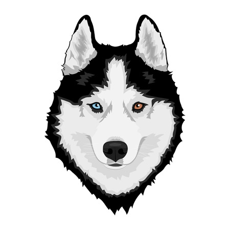 Black and white Siberian husky with multi-colored eyes. Hand drawn portrait of dog. Vector illustrationのイラスト素材