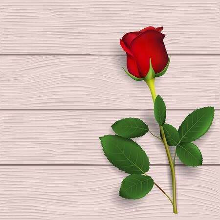 Single beautiful red rose on wooden background.のイラスト素材